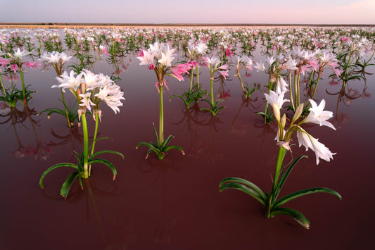 The Magic of the Sandhof Lilies: A Rare Photographic Experience