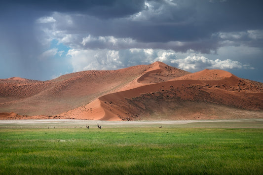 When the Desert Comes to Life: Witnessing Namibia’s Transformation After the Rains